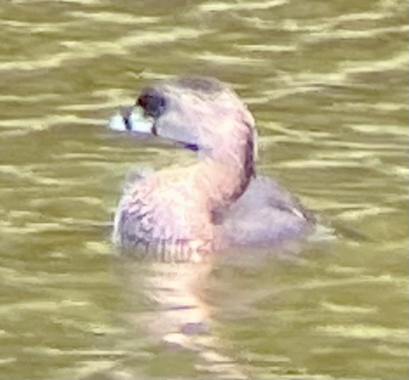 Pied-billed Grebe - ML361694521