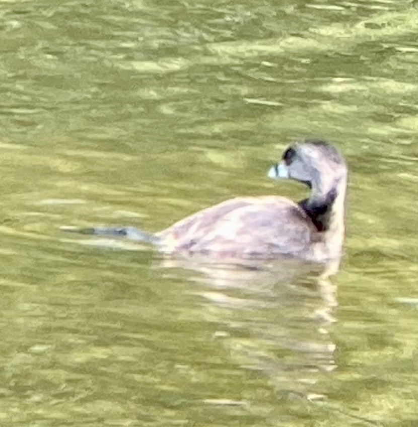 Pied-billed Grebe - ML361694551