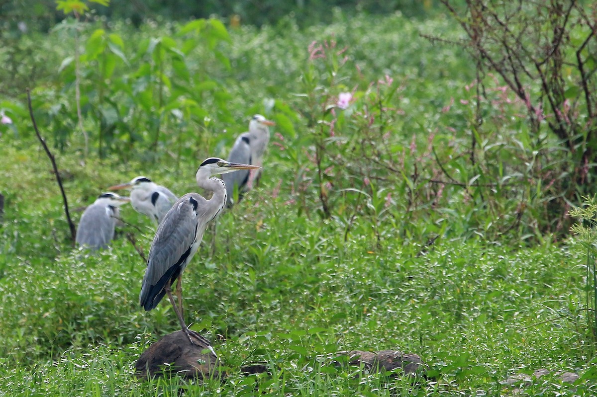 Gray Heron - Sneha Gupta