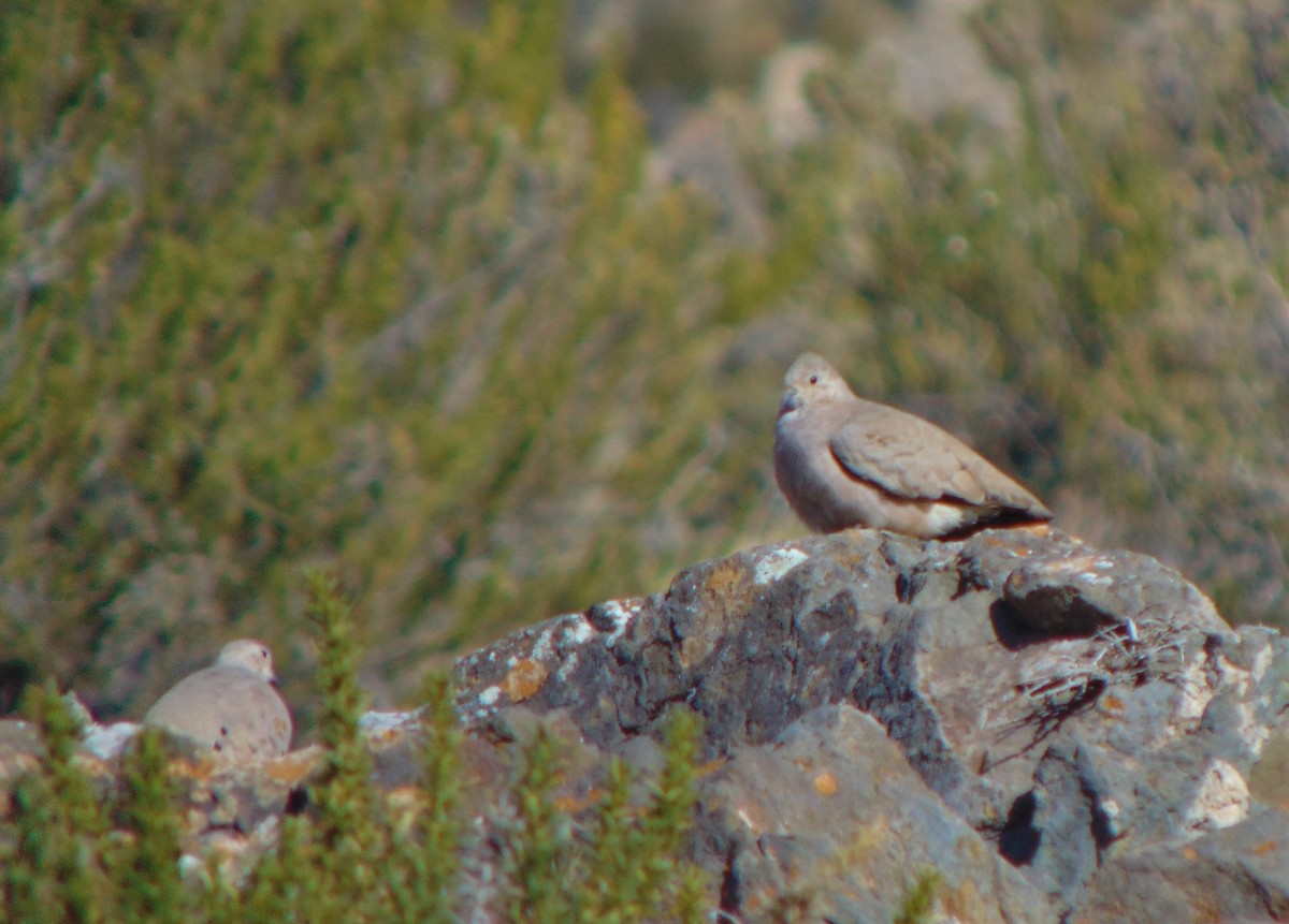 Golden-spotted Ground Dove - ML361695361