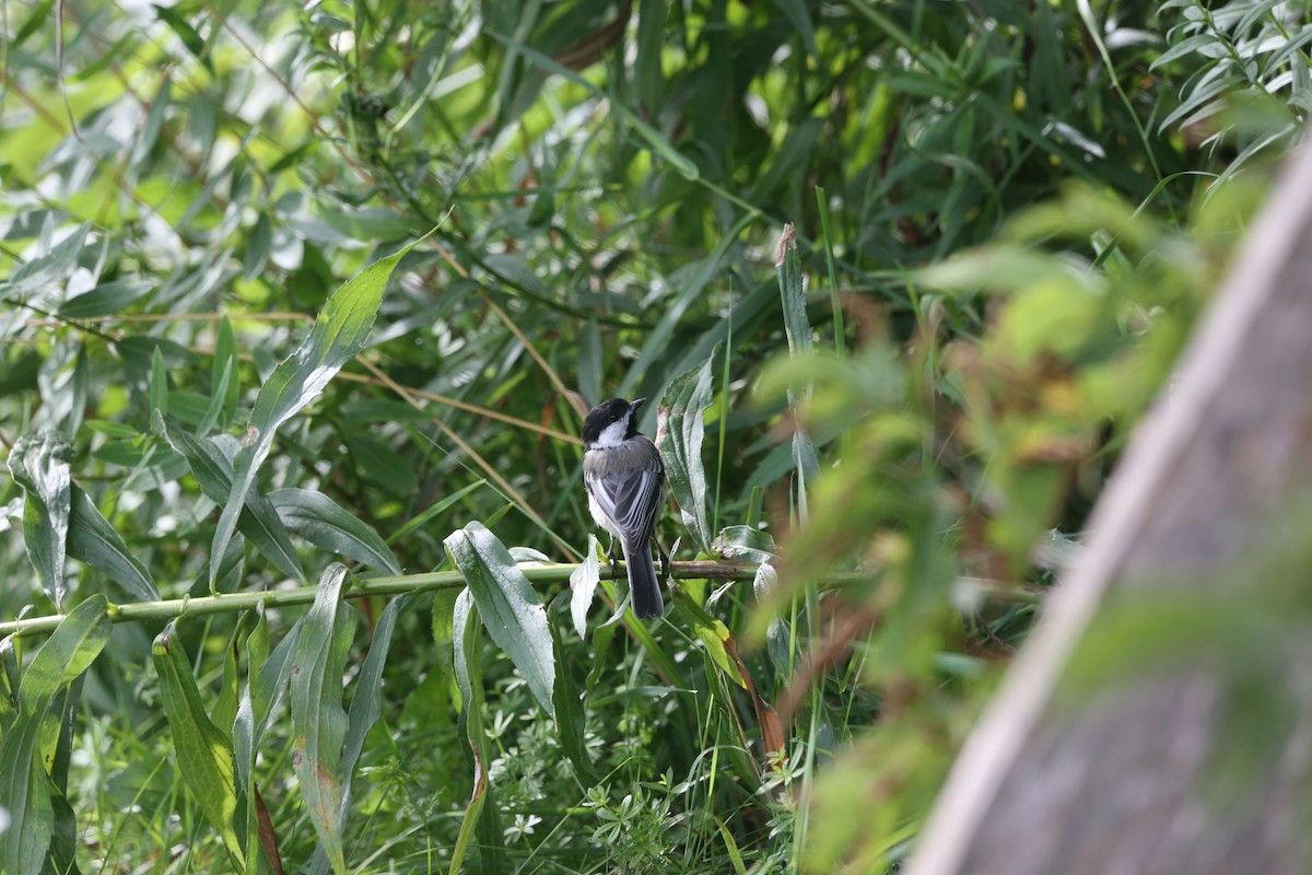 Black-capped Chickadee - ML361696221