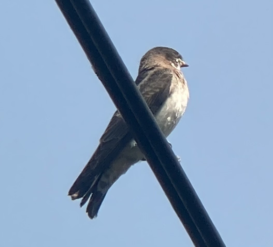 Cliff Swallow - ML361697131