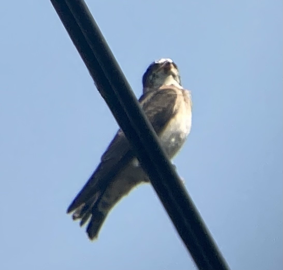 Cliff Swallow - ML361697151