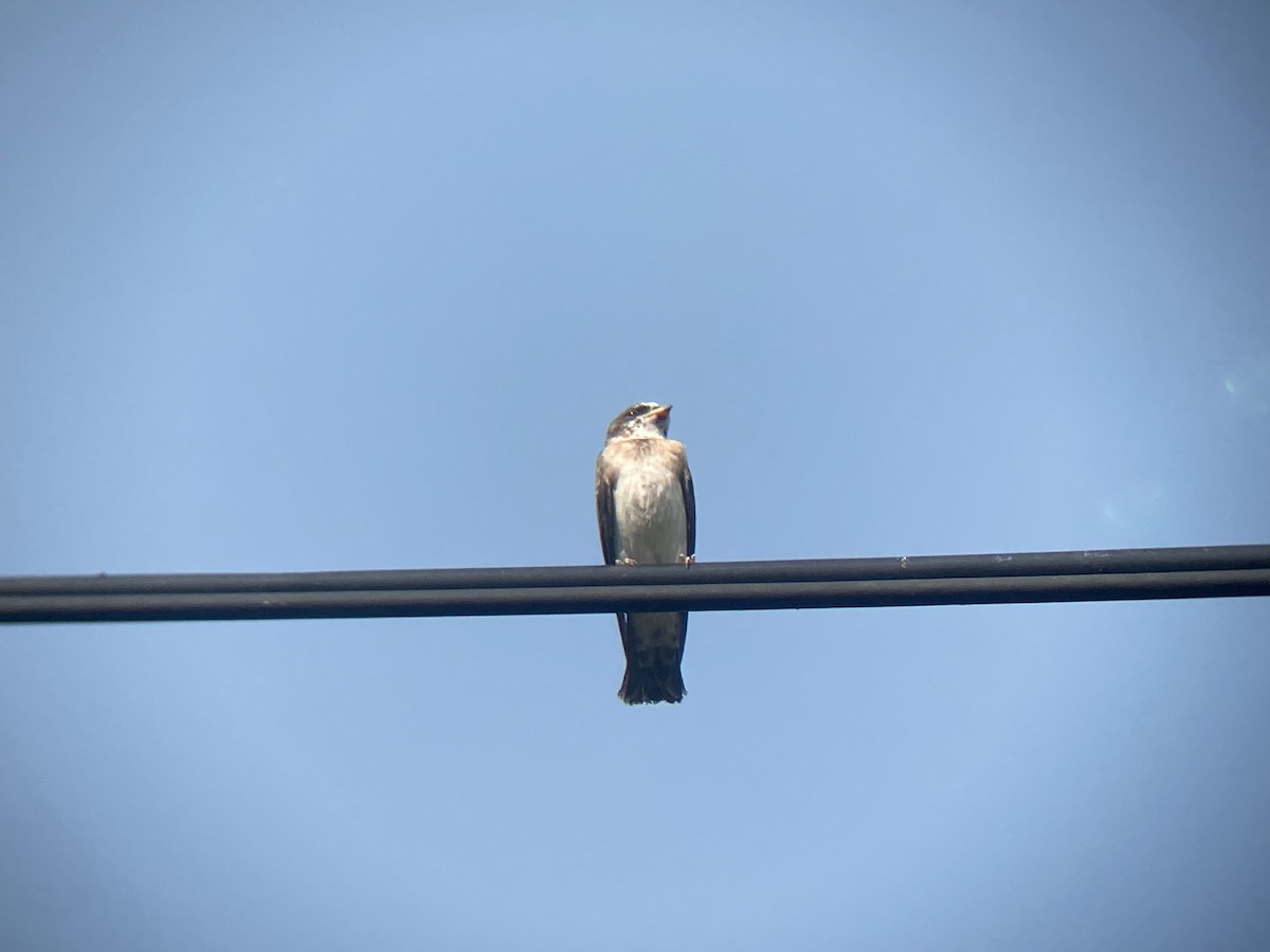 Cliff Swallow - ML361697191