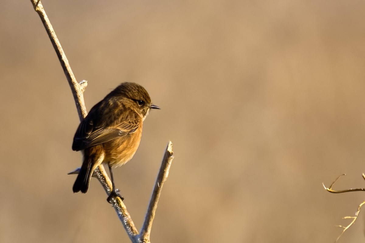 Tarabilla Europea - ML361699911