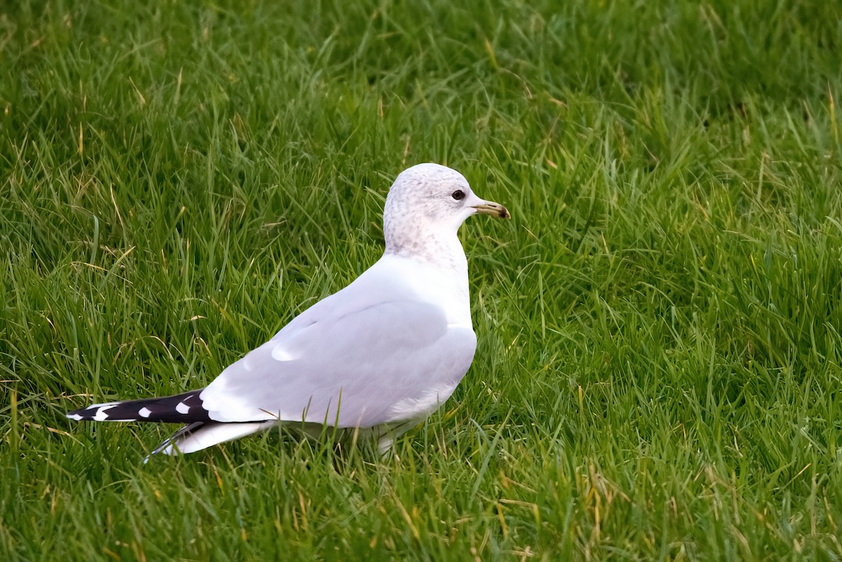 Gaviota Cana - ML361700121