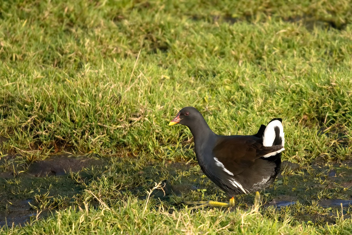 Gallinule poule-d'eau - ML361700161