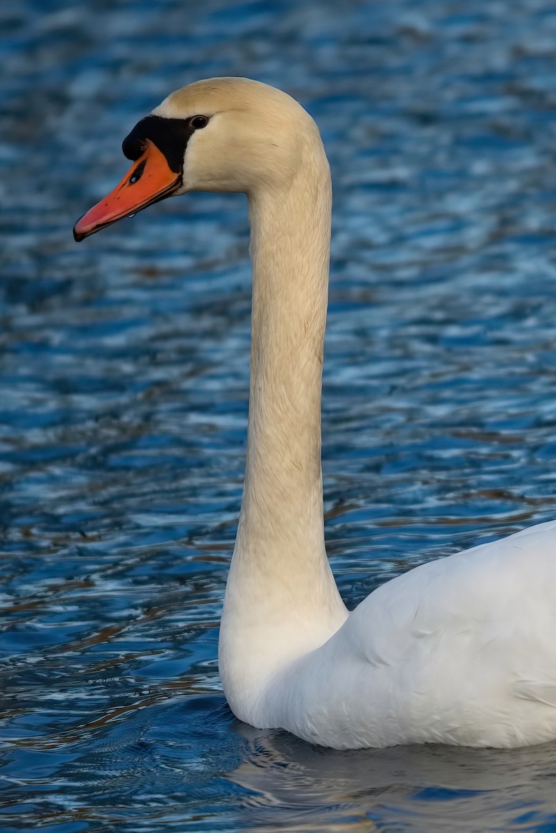 Cygne tuberculé - ML361701921