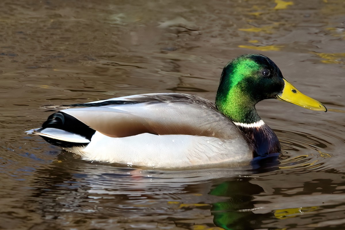 Canard colvert - ML361701991