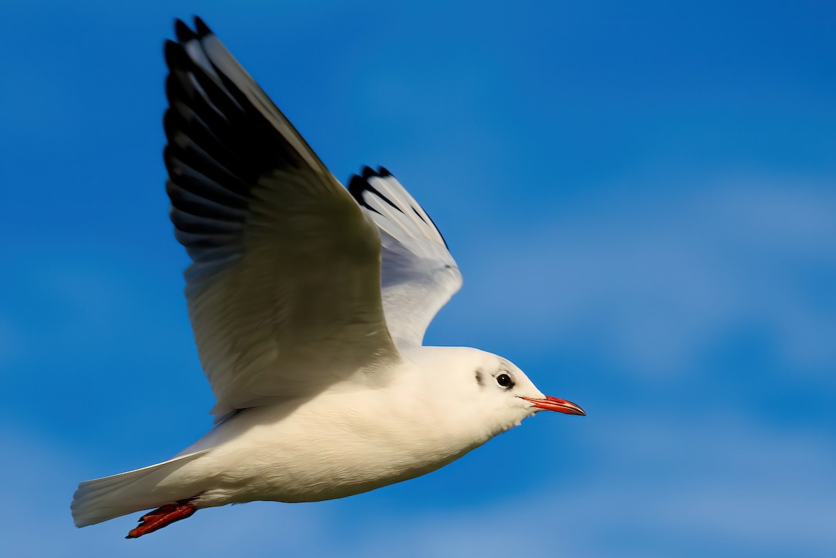 Gaviota Reidora - ML361702081