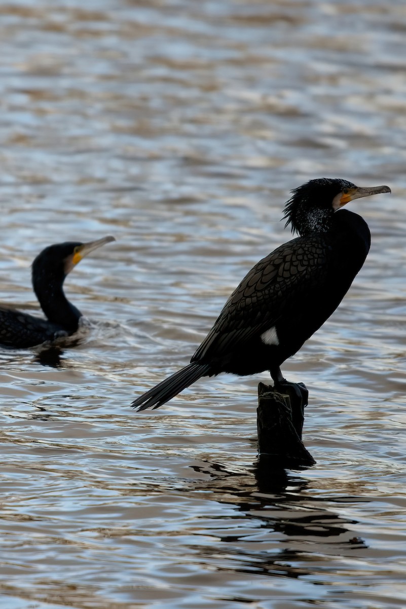 Cormorán Grande - ML361702091