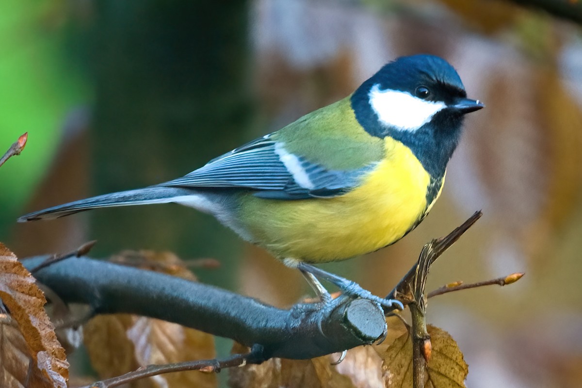 Mésange charbonnière - ML361702131