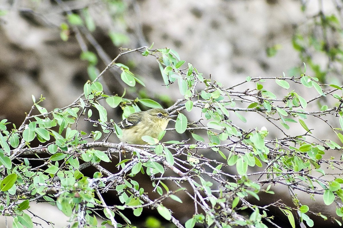 Blackpoll Warbler - Roberto Jovel