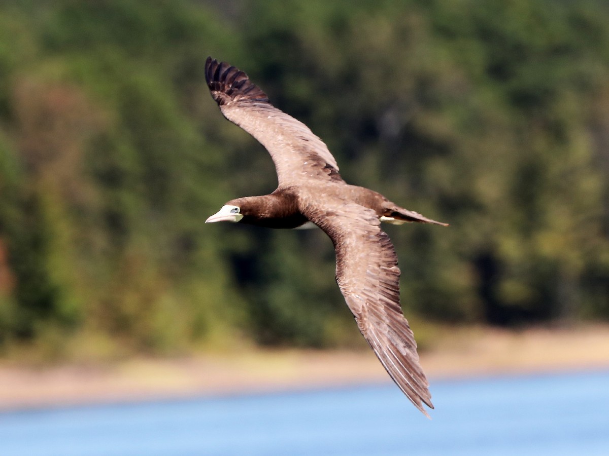 Brown Booby - ML36170501