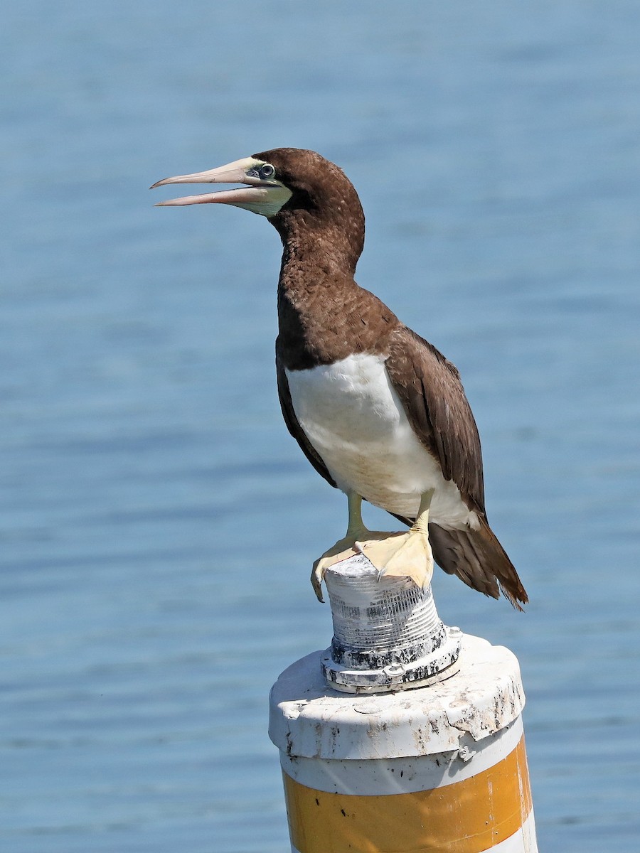 Brown Booby - ML36170511