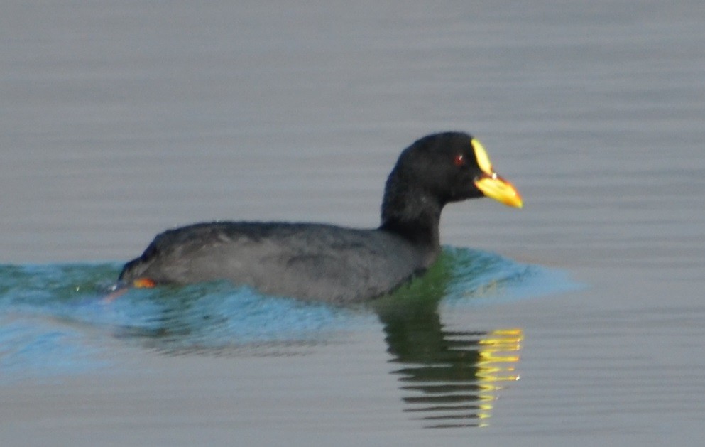 Red-gartered Coot - ML361705161