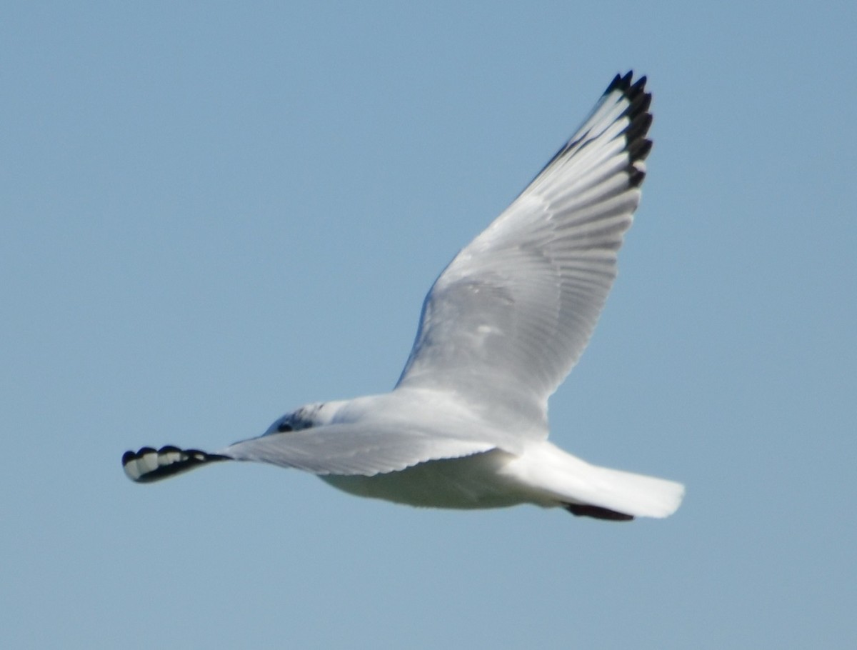 Andean Gull - ML361705491