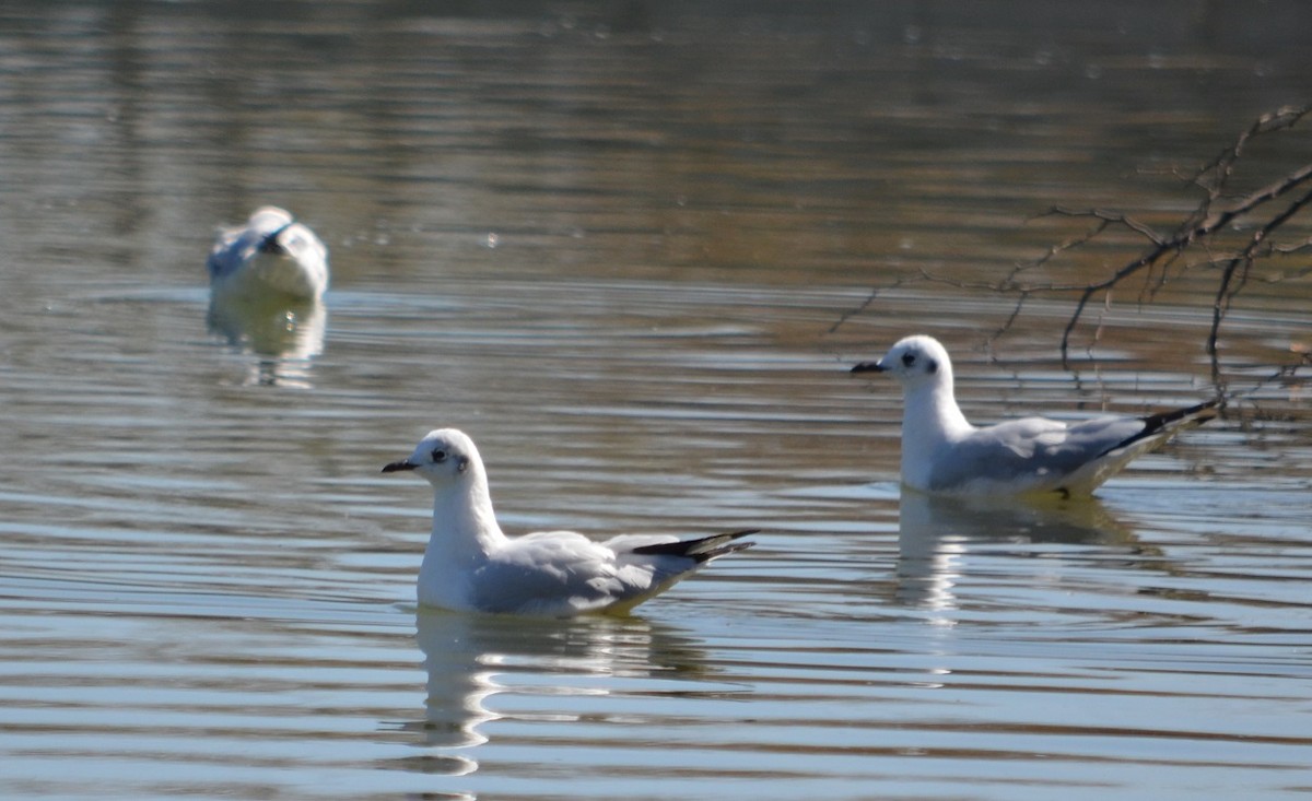Andean Gull - ML361705501