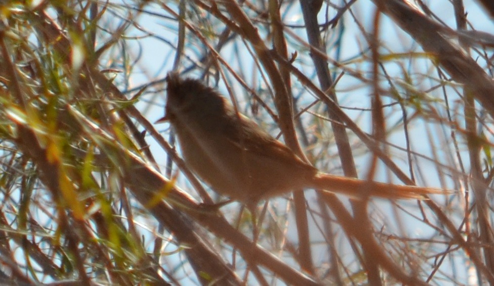 Brown-capped Tit-Spinetail - ML361705611