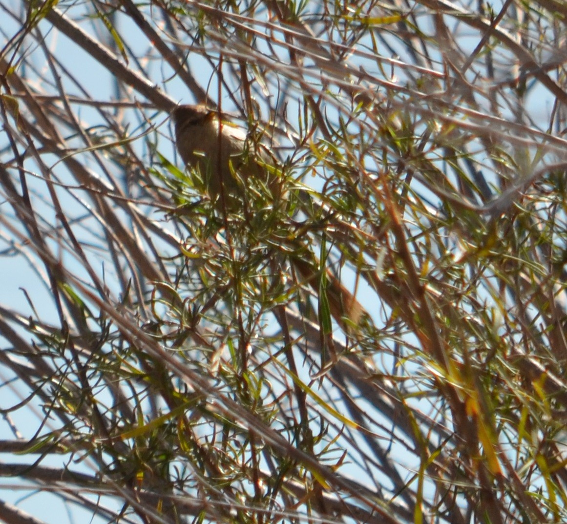Brown-capped Tit-Spinetail - ML361705621