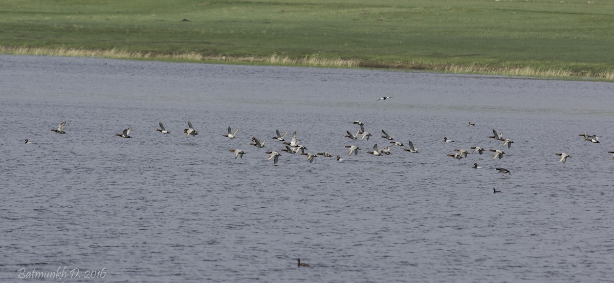 Common Pochard - ML36170641