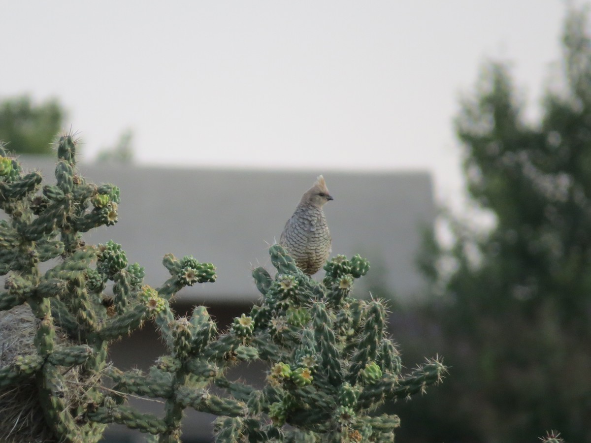 Scaled Quail - ML361707231