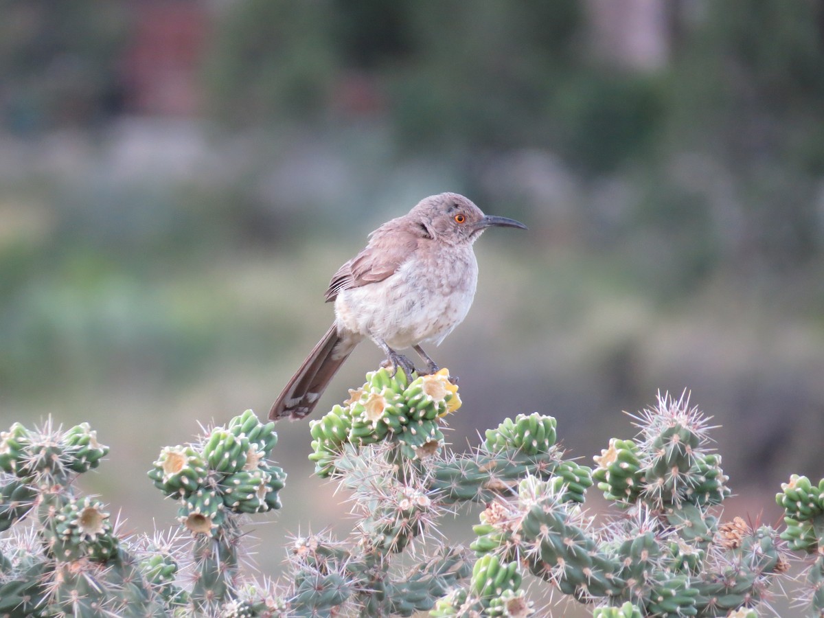 Curve-billed Thrasher - ML361707381