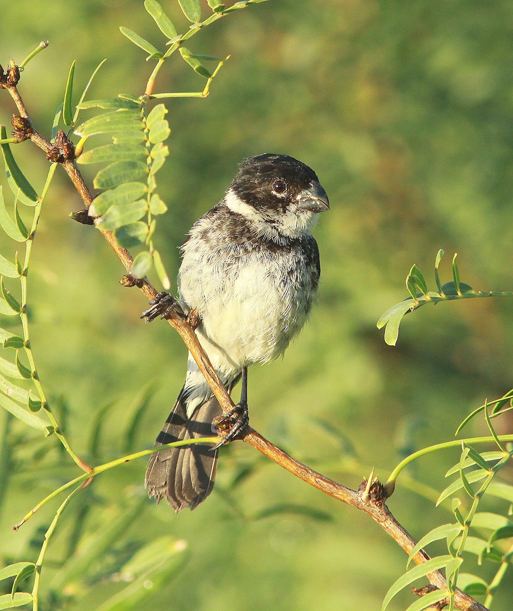 Morelet's Seedeater - Randy Pinkston