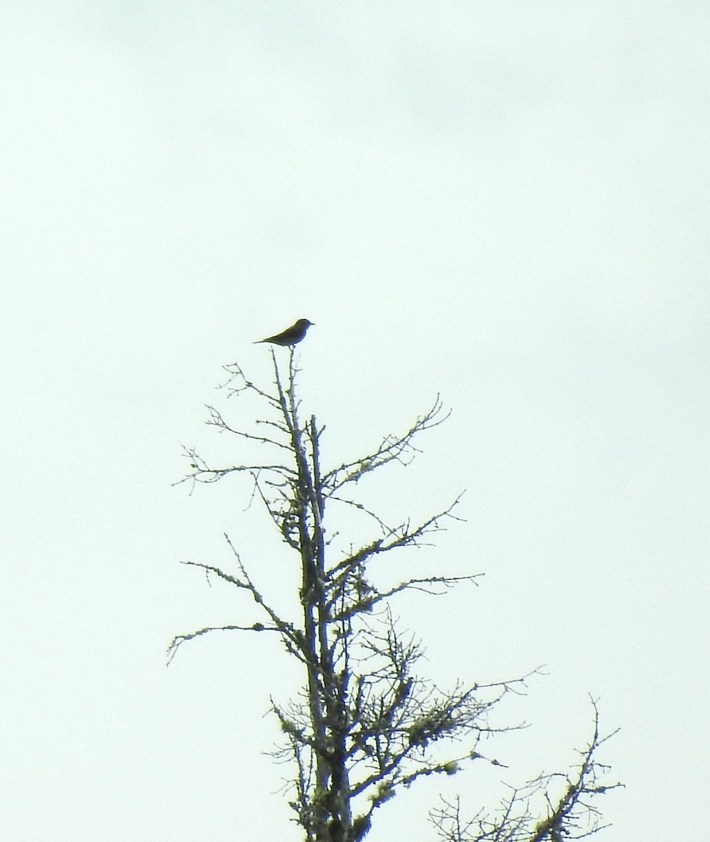 Olive-sided Flycatcher - ML361708071