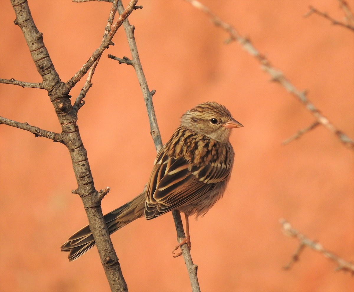 Chipping Sparrow - ML361708281