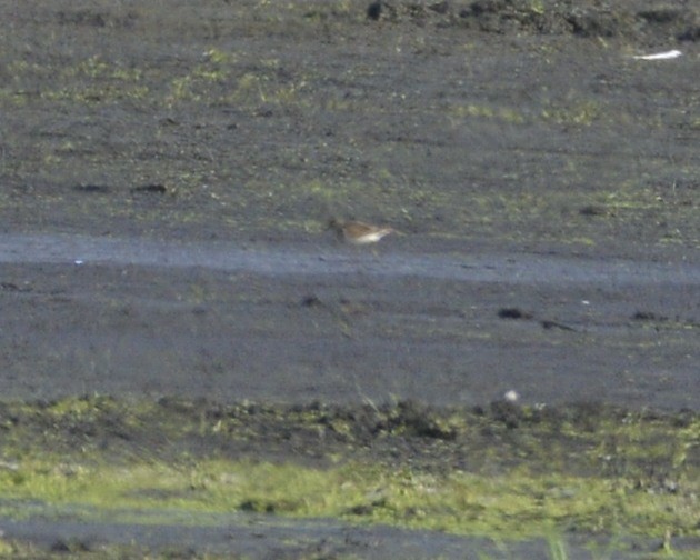 Pectoral Sandpiper - ML361709061