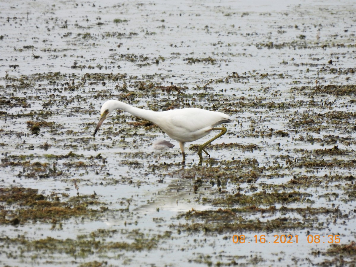 Little Blue Heron - ML361710361