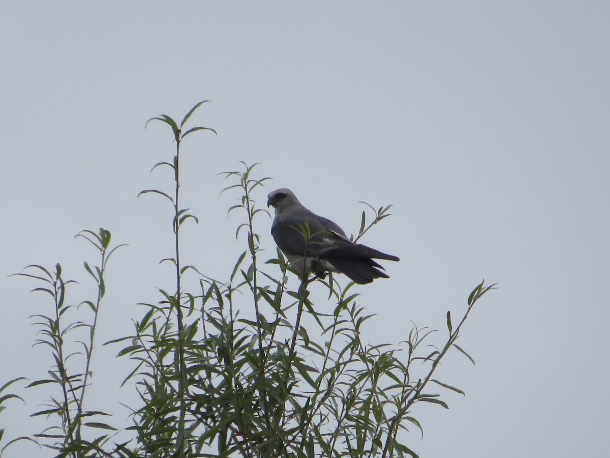 Mississippi Kite - Anne Thompson