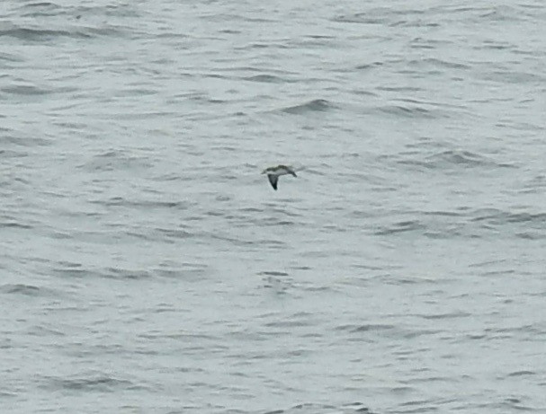 Cook's Petrel - Malia DeFelice