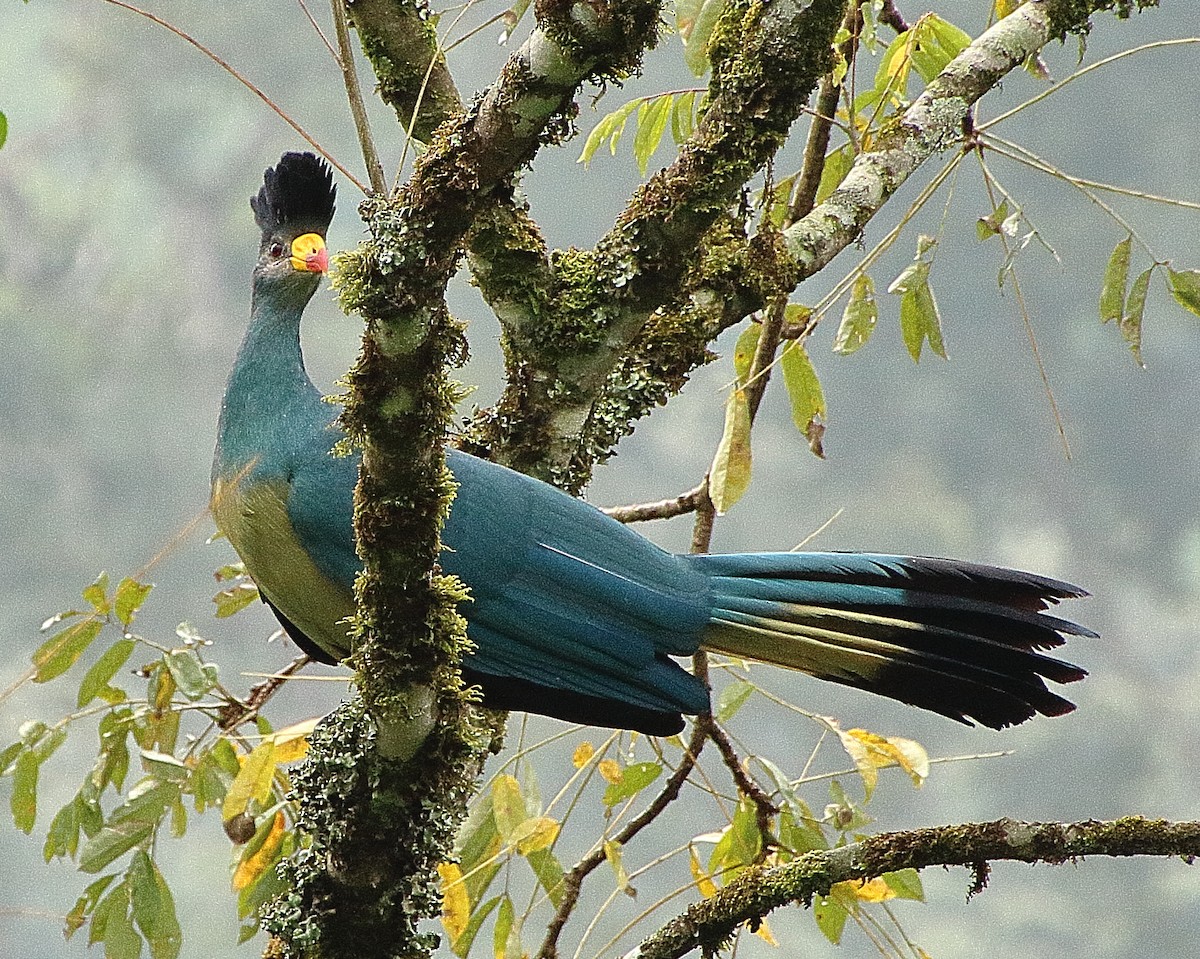 Great Blue Turaco - ML361713211