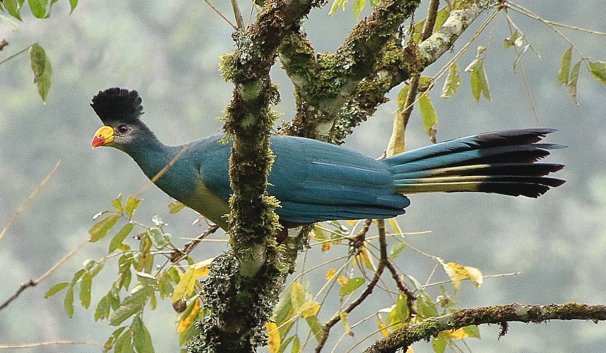 Great Blue Turaco - ML361713221