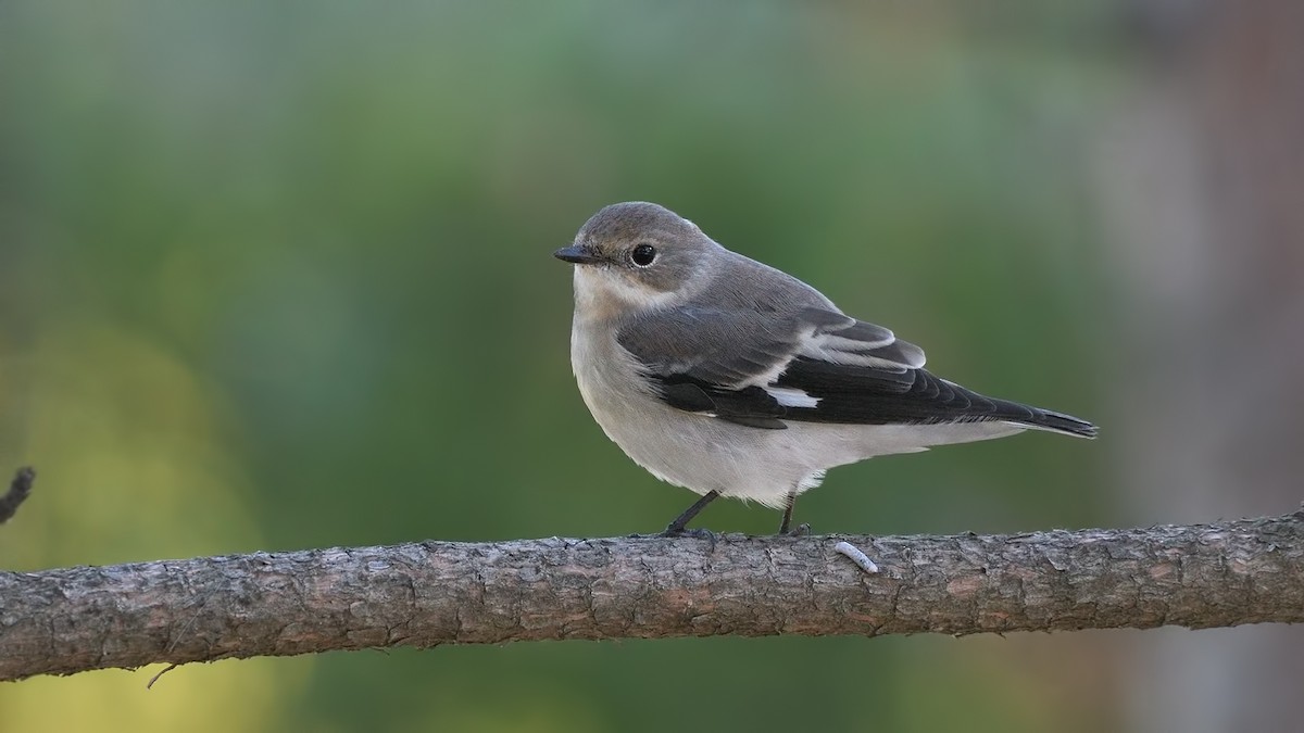 Semicollared Flycatcher - ML361714101