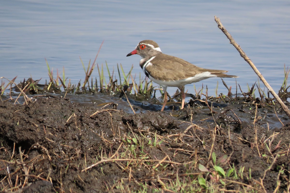 Three-banded Plover - ML361715661