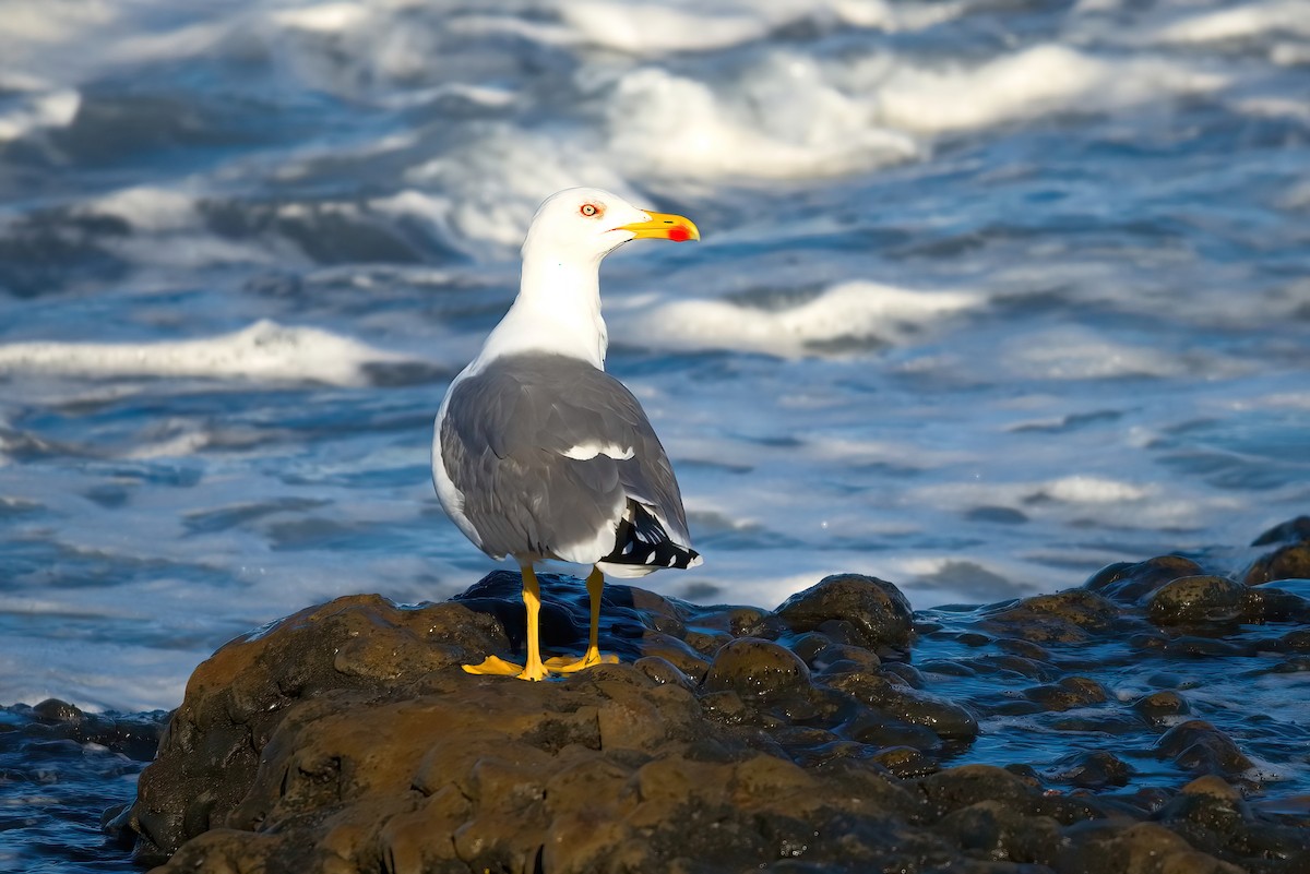 Yellow-legged Gull - Jaap Velden