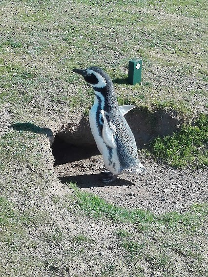 Magellanic Penguin - ML361718021