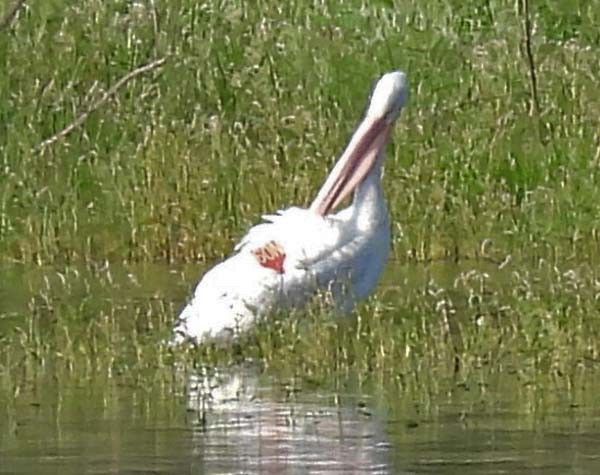 American White Pelican - ML361718061