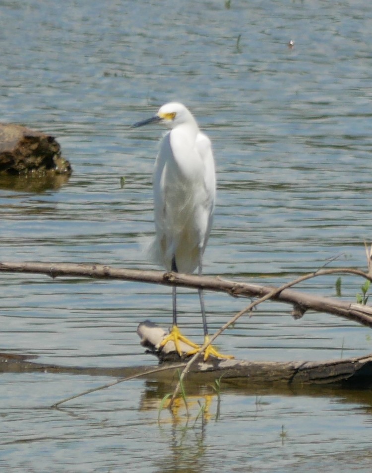 Snowy Egret - ML361718731