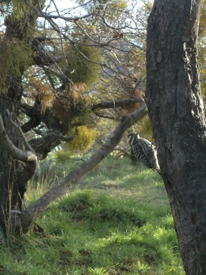 Striped Woodpecker - ML361718771