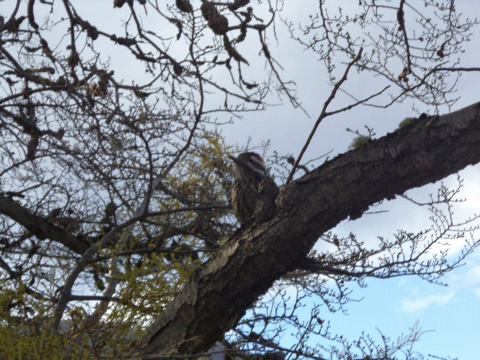 Striped Woodpecker - ML361718781