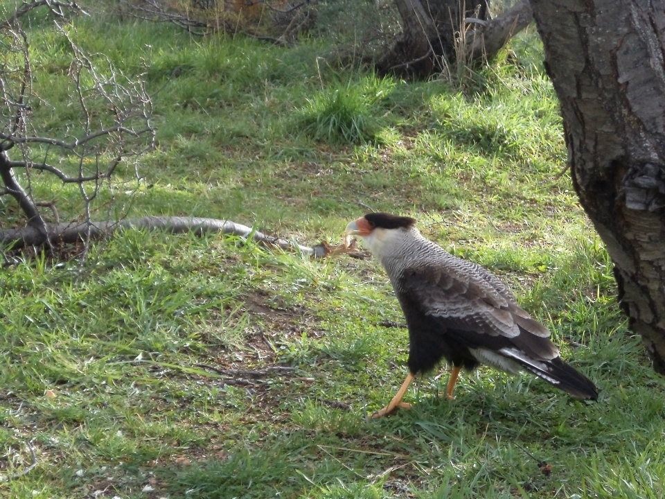 Crested Caracara (Southern) - ML361719031