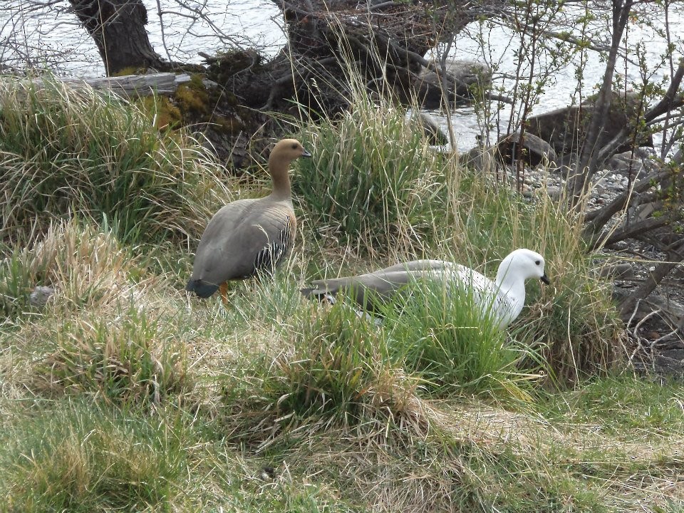 Upland Goose - ML361719631