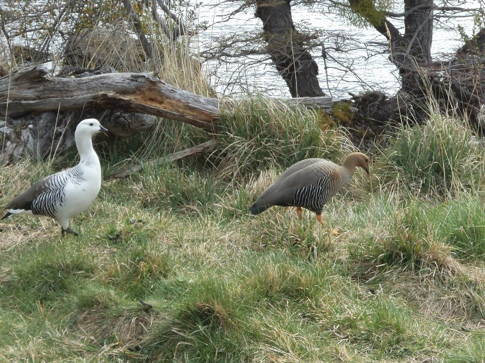 Upland Goose - ML361719641