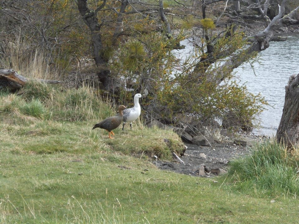 Upland Goose - ML361719651