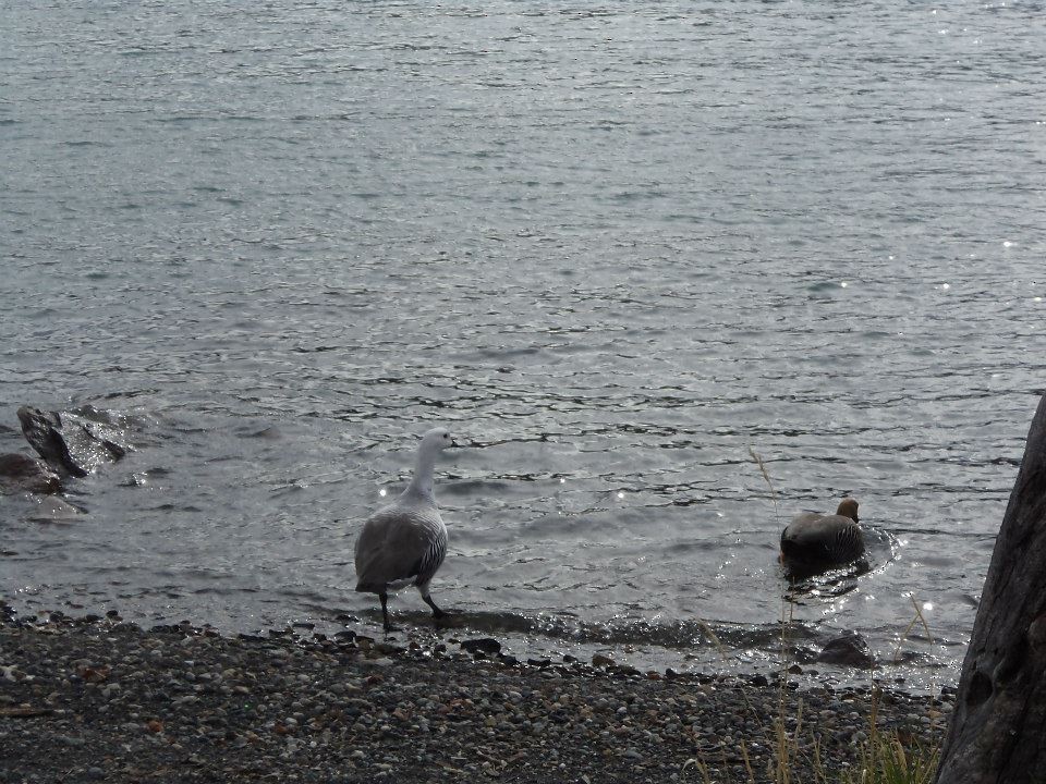 Upland Goose - ML361719661