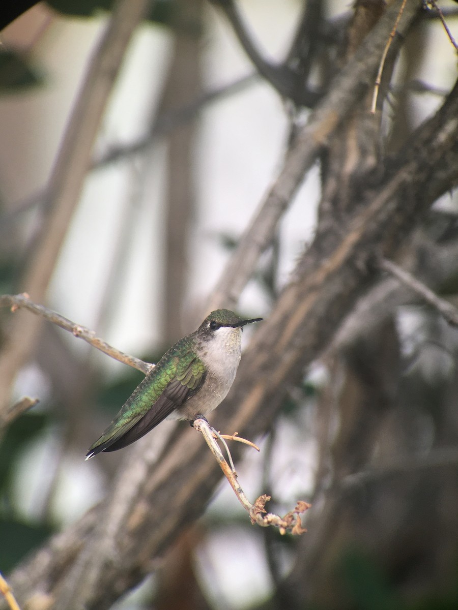 Ruby-throated Hummingbird - ML361720581